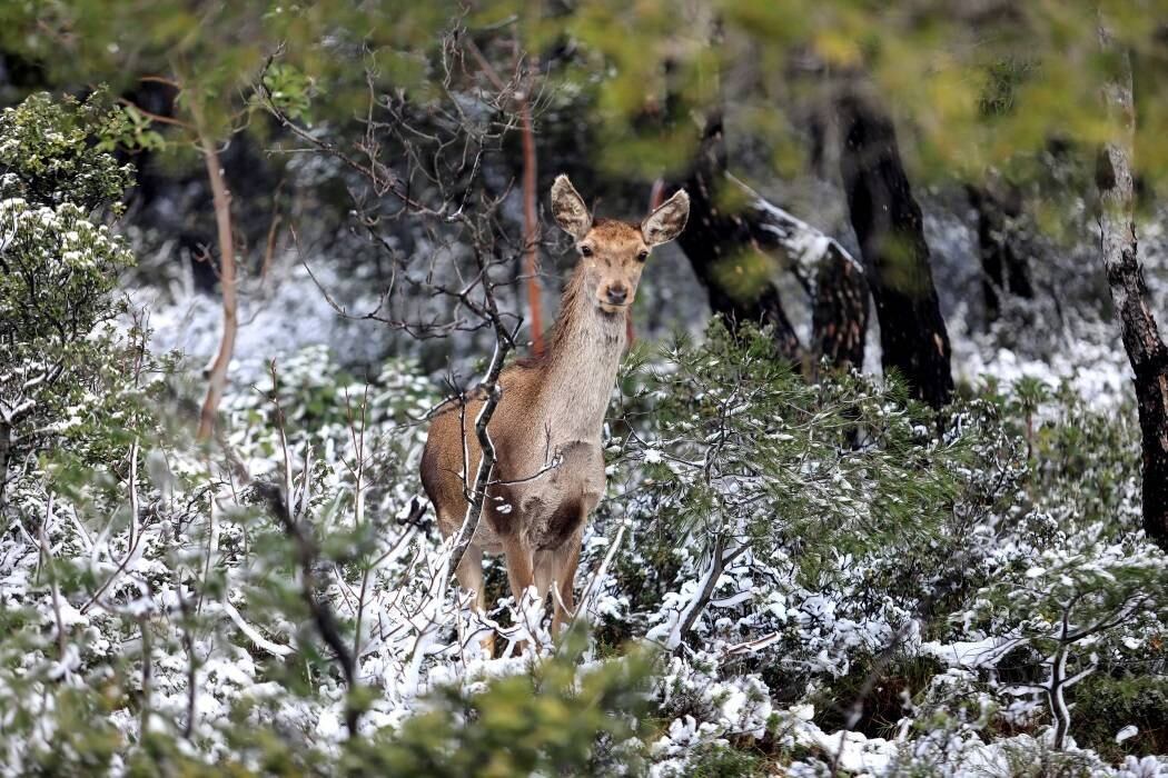 Nos bosques próximos ao Monte Parnitha, um cervo vermelho contrastava em meio ao branco da neve cobrindo a vegetação