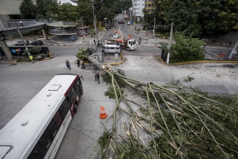 Por volta das 4h, uma árvore de grande porte caiu dentro do Terminal Bandeira, no cruzamento da rua Santo Antônio com a Praça da Bandeira, sentido centro, na região do Anhangabaú. Ninguém ficou ferido. A SPTrans informou que o incidente não está atrapalhando a saída dos ônibus. A Subprefeitura da Sé foi acionada

Até uma criança consegue identificar uma árvore com risco de queda, afirma botânico
