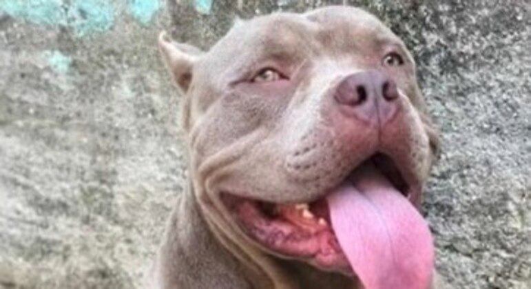 Cachorro foi baleado após atacar cão farejador e policial
