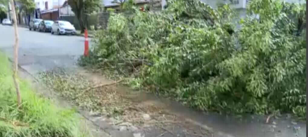 Queda de árvores em vias públicas complicam trânsito nesta manhã
