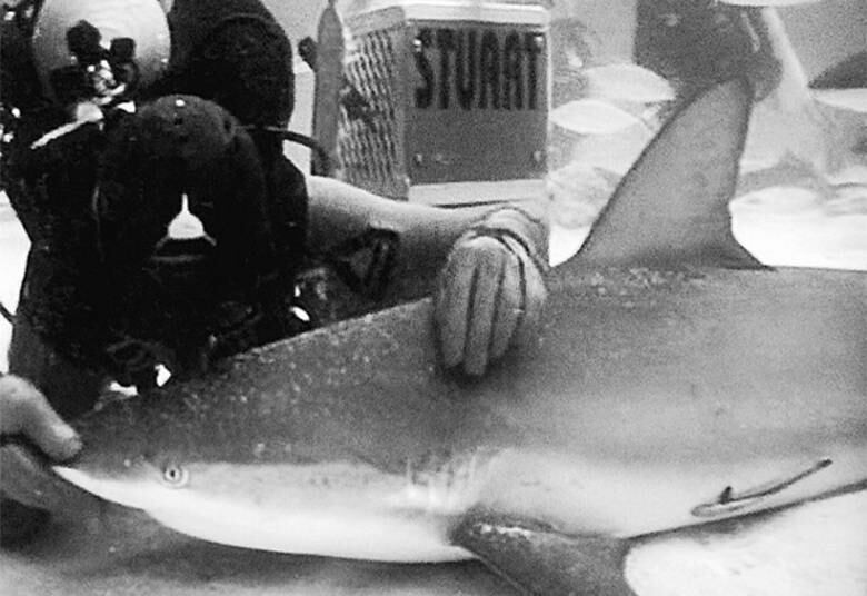 Raquel contou também que ela nunca sofreu nenhum acidente debaixo d'água.

— Nunca aconteceu nada. A roupa especial é uma roupa feita de aço, isso eu uso porque eu também faço alimentação de tubarões. Se você puxar [a comida] seu braço vai junto. Eu já tomei mordida, mas você tem que confiar no seu equipamento 

+ Mergulhadora Raquel Rossa fala sobre o desafio de fotografar tubarões
+ Acesse R7 Play e assista às íntegras dos programas da Rede Record

