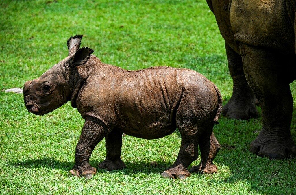 O animal, que veio ao mundo em 9 de junho, foi chamado de Ale já pesava, ao nascer, cerca de 80 quilos. O rinoceronte é o segundo exemplar deste tipo a ser gerado em 18 anos no parque temático. A primeira foi sua irmã Mel em 2019.
