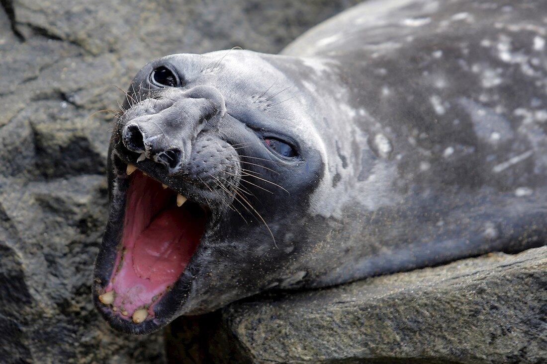 Colombo (Sri Lanka).- A grey Southern Elephant Seal (Mirounga leonina) basking on the rocks of the beach at Bambalapitiya in Colombo, Sri Lanka, 12 December 2019 (reissued 21 May 2020). Considered to be a neutral and unemotional color, grey is most commonly associated with architecture, smoke, and grey-clouded sky. In psychology, grey symbolizes intellect, knowledge and wisdom but is also associated with old age and loss or depression. It can appear conservative and boring on one hand and calming and sophisticated on the other. With its many shades, grey is the color of compromise - neither black nor white. EFE/EPA/CHAMILA KARUNARATHNE ATTENTION: This Image is part of a PHOTO SET *** Local Caption *** 55702632