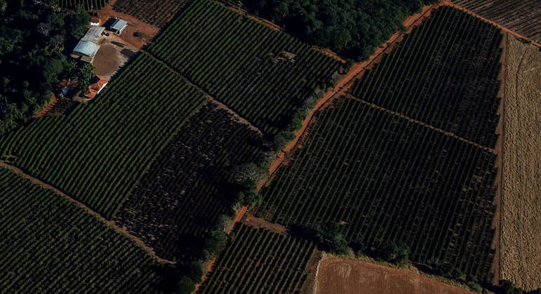 Lavouras de café afetadas por geada