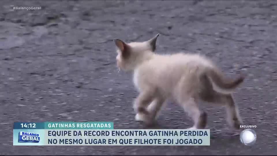 Homem é flagrado arremessando filhote de gato por cima de muro