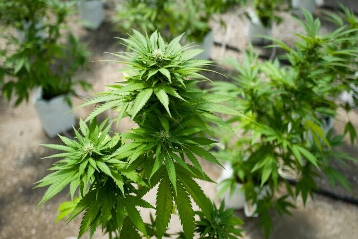 lançamento do registro de consumidores habilitará a 3ª via de acesso legal ao uso recreativo da maconha