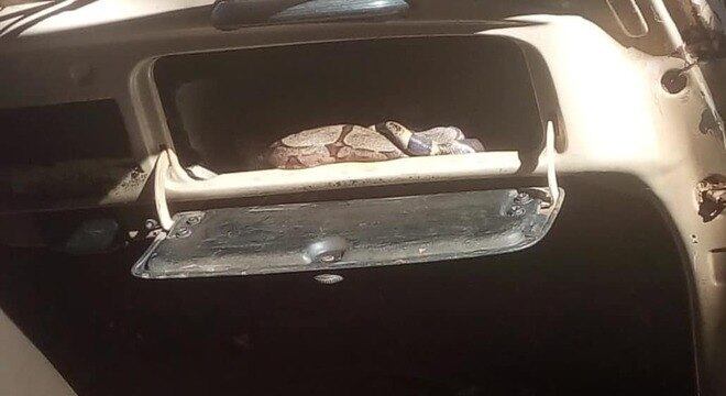A jiboia estava dentro do porta-luva de um fusca abandonado