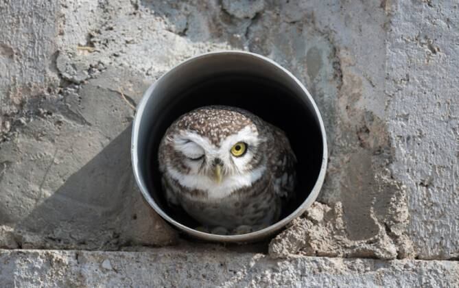 Essa coruja simpática mandou aquela piscada para o fotógrafo Arshdeep Singh, que levou a categoria Júnior da competição

LEIA TAMBÉM: 'Penteados' em animais capazes de fazer inveja em 0 humano