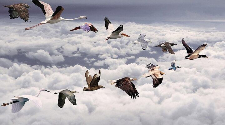 Como os pássaros migram? A ciência sabe por que eles migram, mas não consegue explicar como algumas espécies consegue percorrer até 70 mil km pelo globo sem se perder - sendo que tem humanos que se perdem para ir até o mercado
