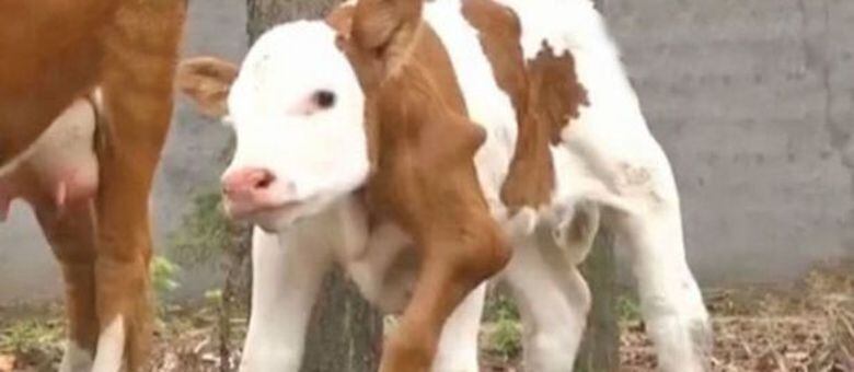 Já viu vaca com 6 patas?