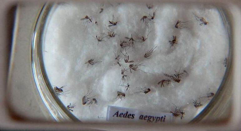 Aedes aegypti é o mosquito transmissor da dengue