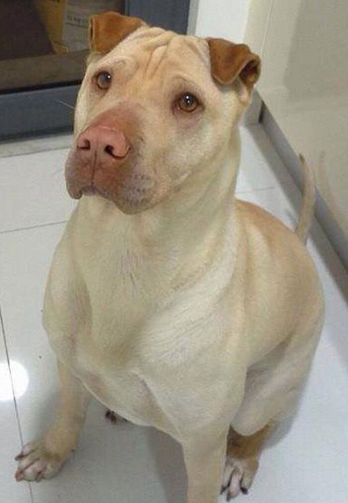 O resultado mistura entre um pit bull e um shar pei foi este bebezão com essa carinha que dá vontade de levar para casa
