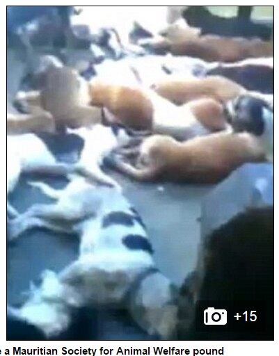 Muitos já se ferem antes de chegar ao “corredor da morte”,
já que os funcionários do governo utilizam potentes jatos d’água para tirá-los
de dentro do caminhão de transporte