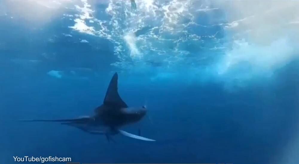 Um dos pontos principais da invenção é a possibilidade de estudar o comportamento dos peixes durante a pesca. Será bastante interessante para os pescadores entender a relação dos peixes com as iscas, com os movimentos do anzol e com o tipo de linha utilizada