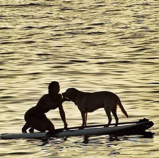 A raça labrador é conhecida por amar atividades na água