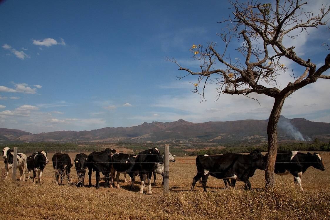 Animais são usados nas aulas