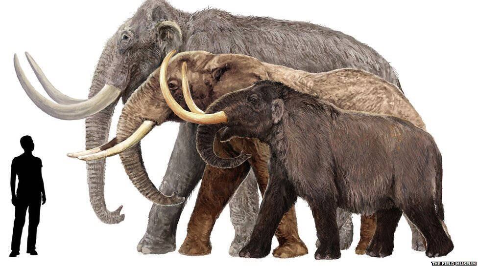 Este desenho mostra um mamute-columbiano, um elefante africano e um
mastodonte americano (de trás para frente), ao lado de um humano de 1,80
m de altura. Mas nem todos os mamutes eram tão grandes: o mamute-pigmeu
era do tamanho de um grande cavalo