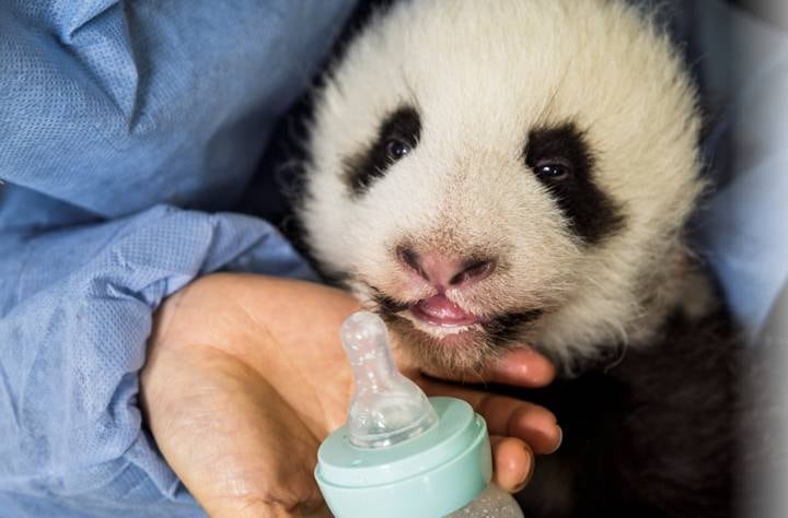 Contemplem essa carinha linda de quem está feliz e satisfeito depois de matar a fome