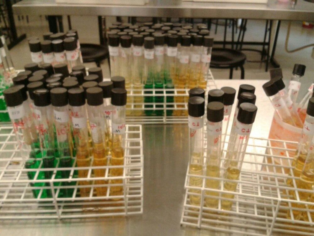 Os testes foram realizados pelo Laboratório de Microbiologia da UNG