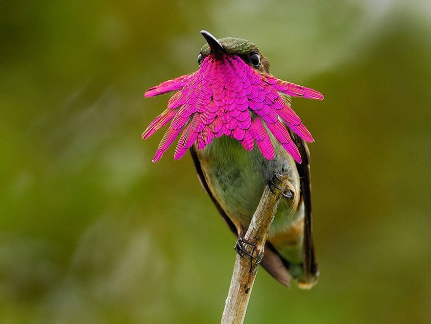 Visto de longe até PARECE uma flor. Mas não. Esse aqui é a espécie throated-vinho. Ele é bastante comum na Guatemla, México, Honduras e em El Salvador. Mede cerca de 7 cm, um dos menores pássaros da espécie de beija-flor