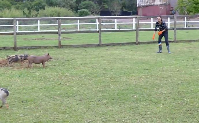 Gabi Prado passou sufoco na tarefa com os porcos