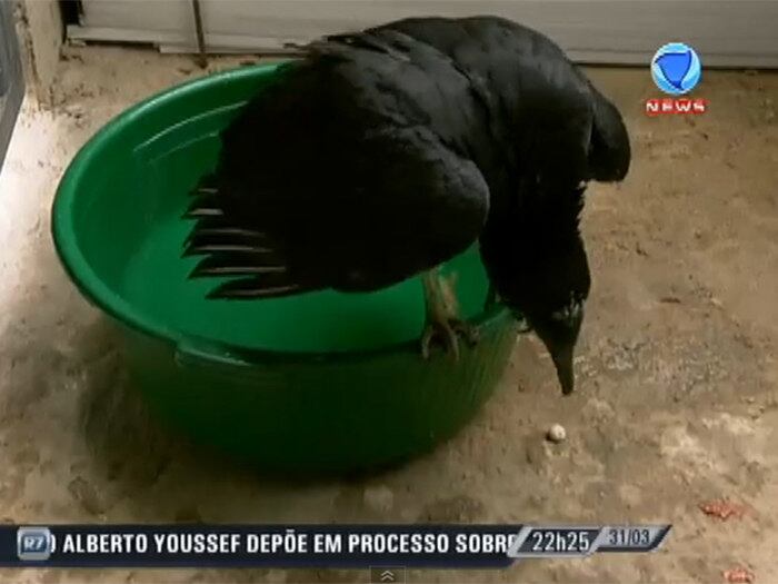 

Pra quem acha que Urubu é bicho
sujo, não conhece o Zulu. Ele toma banho três vezes por semana

