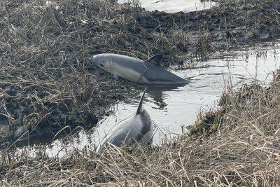 Golfinhos seguiram para uma unidade veterinária
