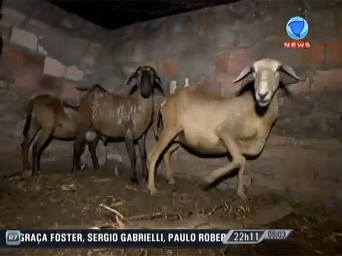 

O bicho que mete medo se esconde na mata e ataca de
madrugada.

