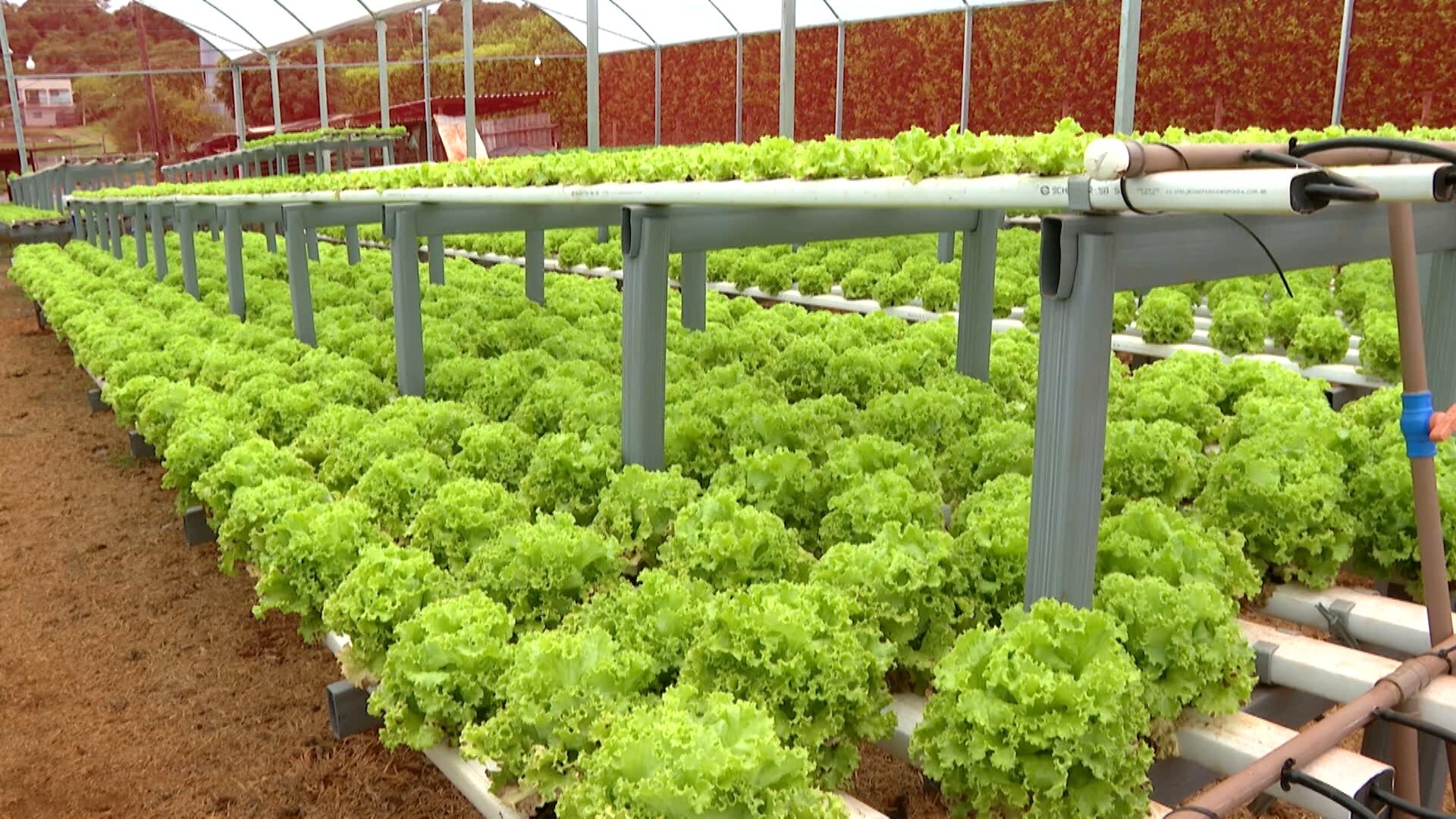 Estufa com alfaces plantadas em uma estante com estrutura cinza