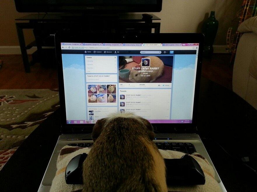 porquinho, twitter, fofo