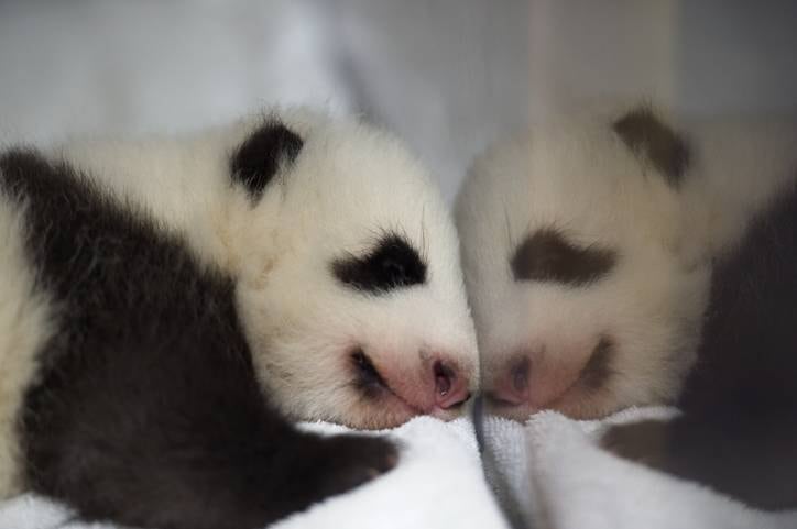 Na foto acima, seu irmão, Petite Neige, tira uma soneca confortavelmente em sua caixa