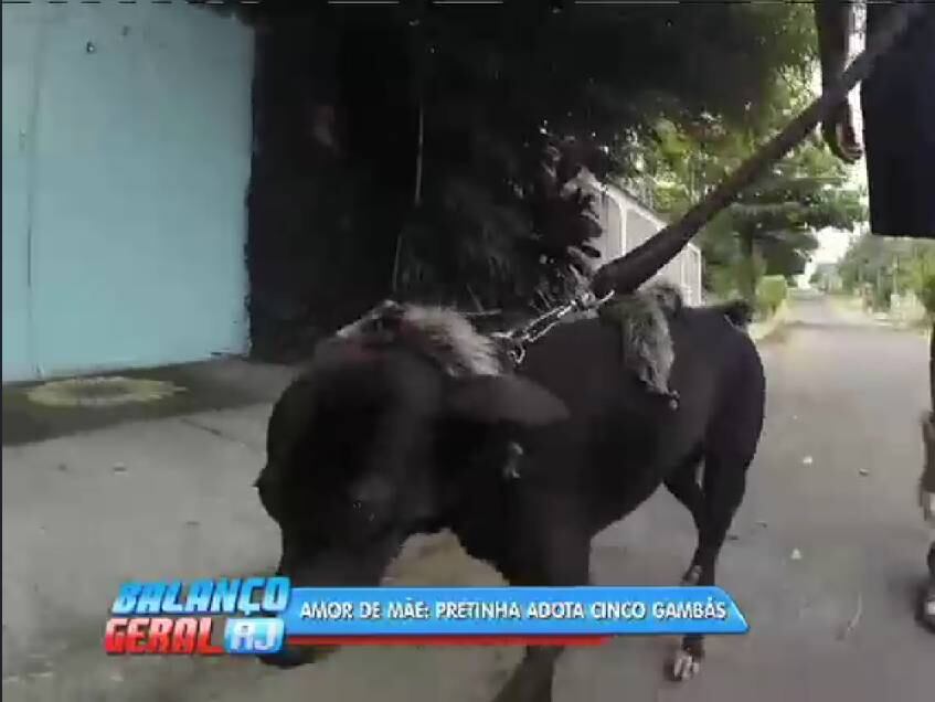 Pretinha passeia pelas ruas de Seropédica, Baixada Fluminense, com os filhotes espalhados pelo tronco