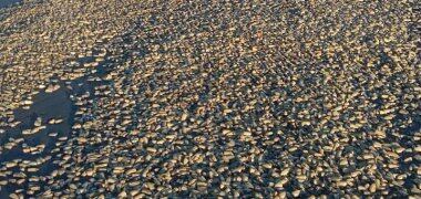 Autoridades culparam a maré vermelha de algas e proibiram a pesca da zona afetada