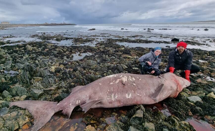 O tubarão é uma espécie rara de águas profundas