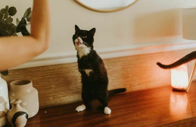 Um gatinho pra lá de especial está conquistando os corações de todos que conhecem sua história. Rexie Roo não tem as duas patas dianteiras, mas sua jornada de superação só torna tudo ainda mais fofo. Confira