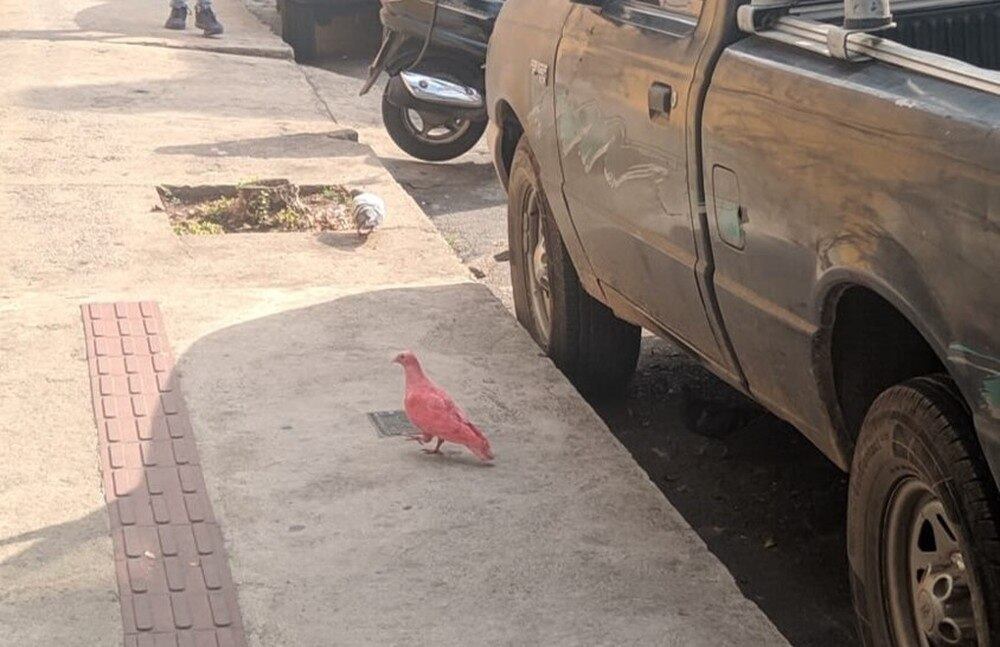 Pombo estava próximo a estação do metrô