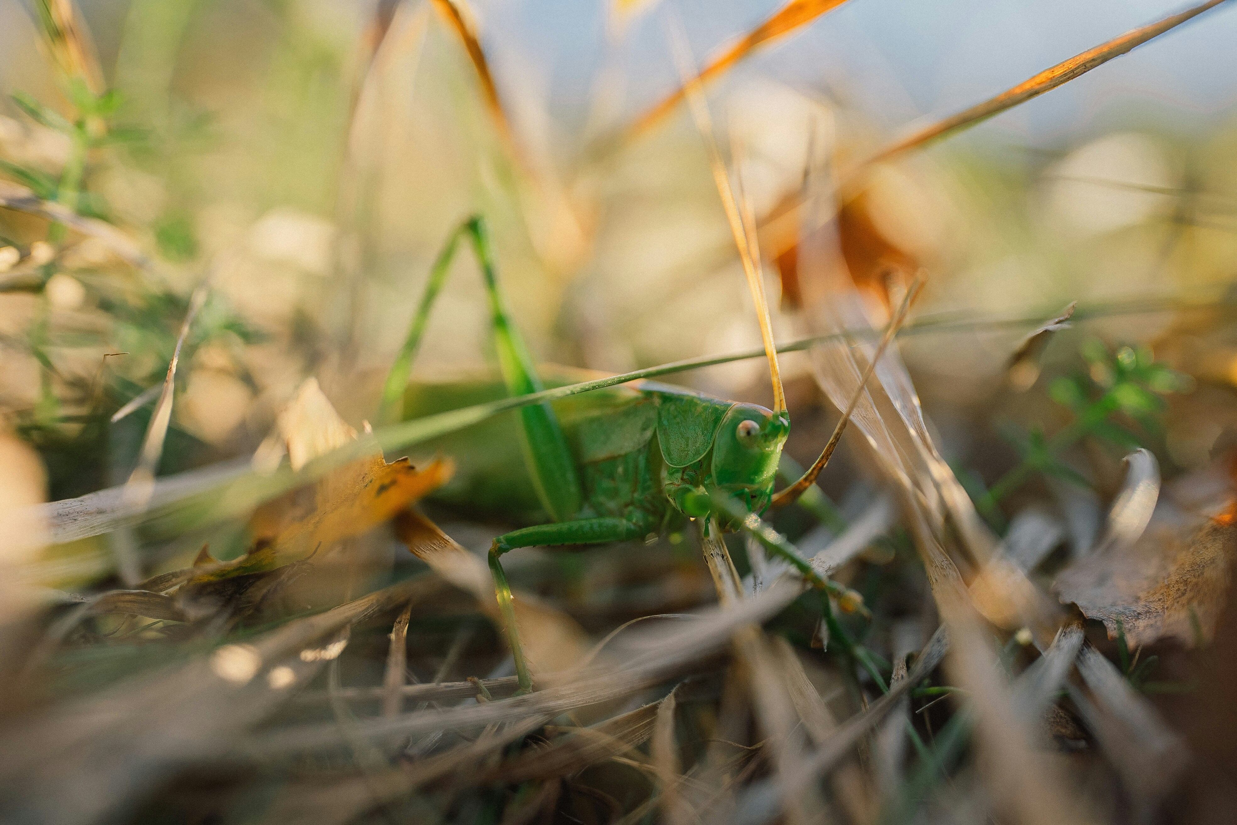 Insetos podem destruir rapidamente plantações e gramíneas