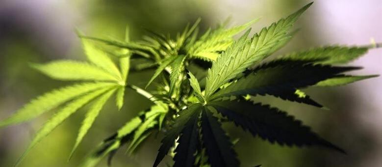 Lei que permite a produção e a comercialização de cannabis com regulação do Estado foi aprovada há cerca de um ano