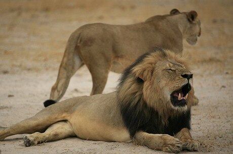 Caça do leão Cecil pelo dentista americano Walter Palmer fez o mundo se preocupar com a caça desportiva