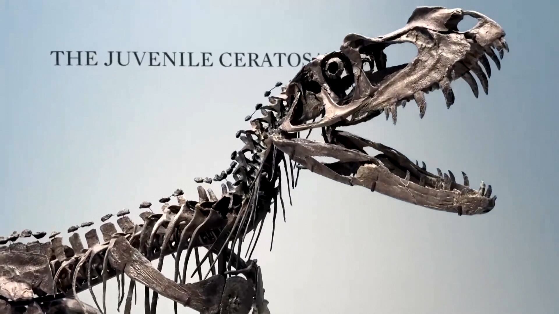 Fóssil de dinossauro é leiloado por R$ 170 milhões nos Estados Unidos