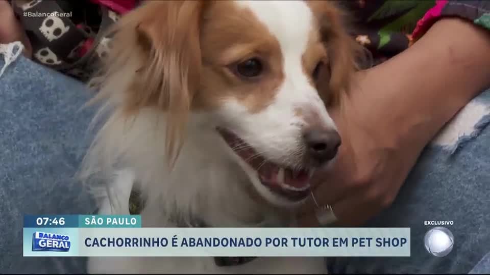 Cachorrinho é abandonado por tutor em pet shop e aguarda novo lar