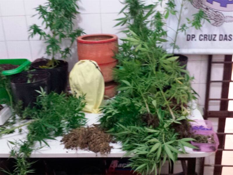 Mais 44 gramas de folhas de maconha secas, prontas para consumo também foram apreendidas