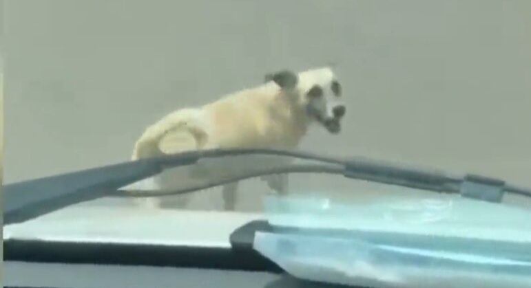 Cachorro quase foi atropelado enquanto seguia ambulância que socorria o dono