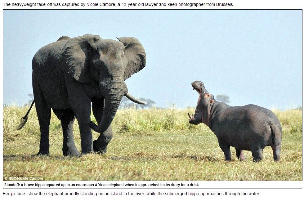 Um hipopótamo arisco e ousado não ligou para a diferença de tamanhos e atacou um elefante. A atitude inusitada aconteceu por defesa de território, uma vez que o elefante invadiu as margens do rio Chobe, na África, região habitada pelo outro animal