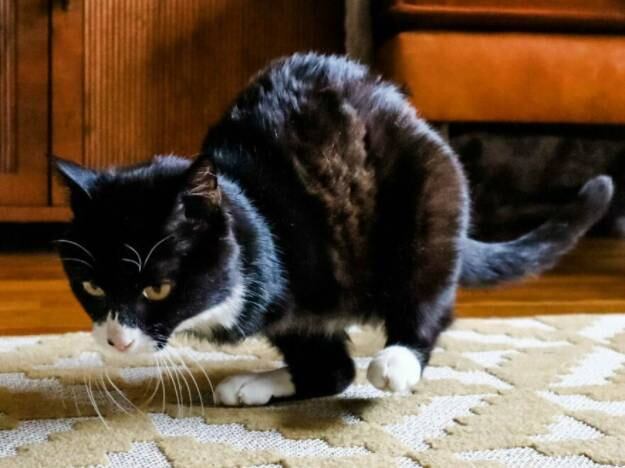 O objetivo de Cairistiona era lançar alguma luz sobre o tabu da adoção de animais de estimação com deficiência, visando mostrar o fato de que Rexie Roo não era diferente dos outros gatos, apesar de não ter as patas dianteiras