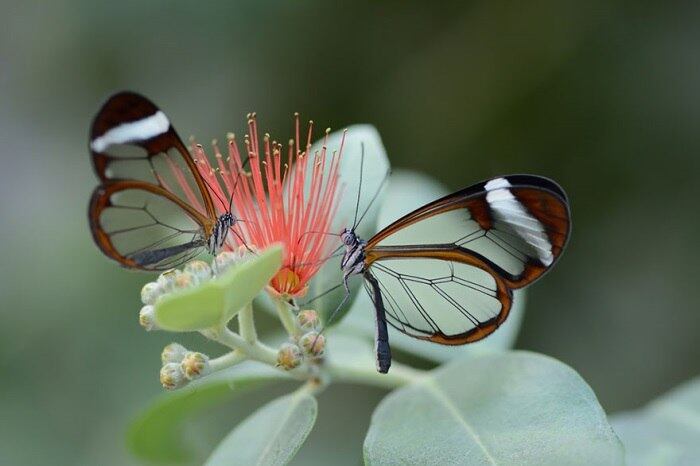 Espécie: Glass Winged Butterfly