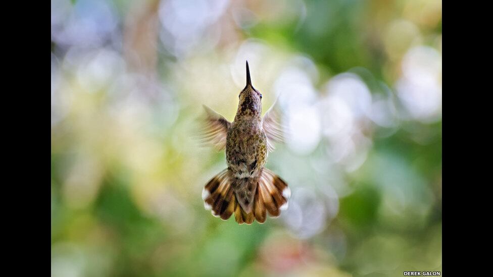 Em segundo lugar, na mesma categoria, ficou a imagem de Derek Galon, com a imagem de um colibri feita em seu jardim em Victoria, Columbia Britânica, Canadá