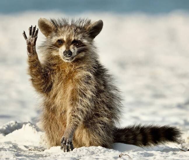 Olá! Esse guaxinim foi super simpático com as lentes da câmera do fotógrafo