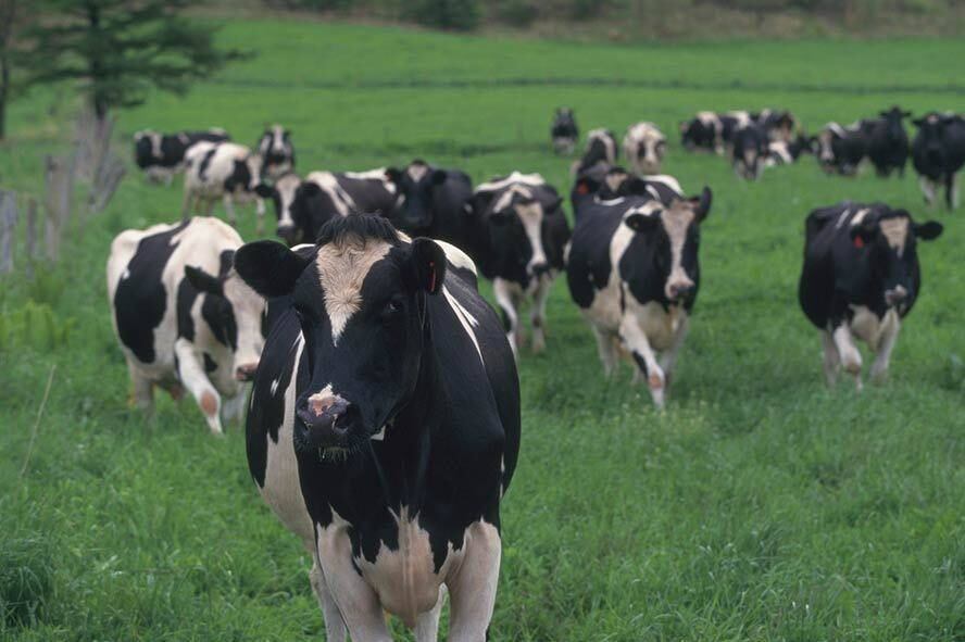 Segundo ministério, animal suspeito foi incinerado