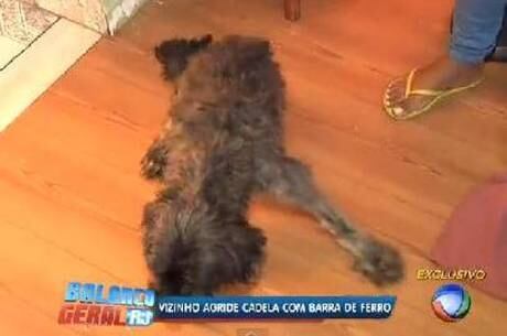 Além de não conseguir andar, Lassie ficou cega de um olho